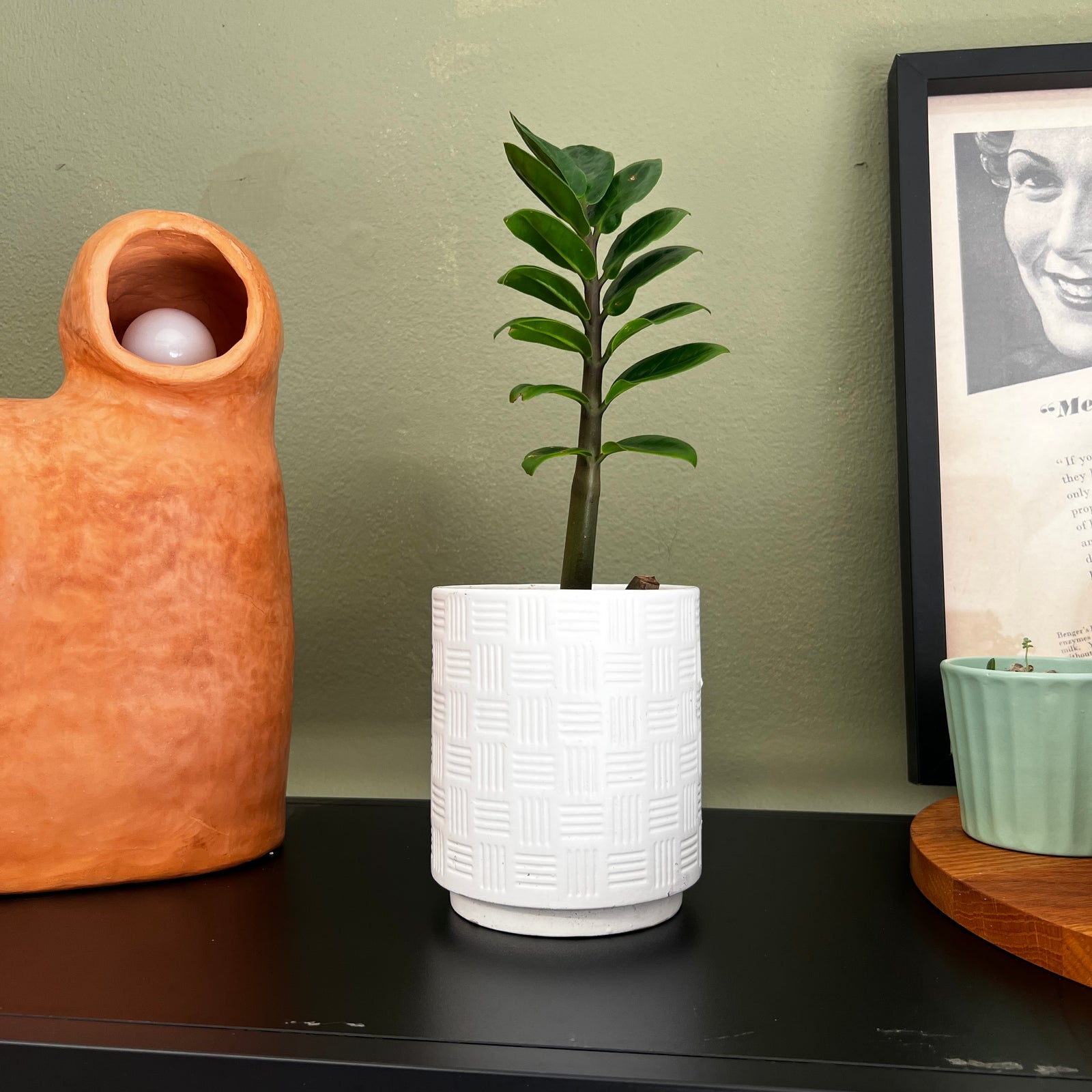 ZZ Plant / Zanzibar Gem in White Pot